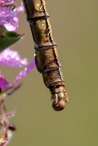 Identificazione: Orthetrum coerulescens